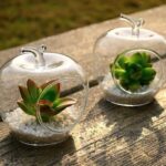 glass pot for bamboo plant
