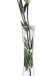 Glass Vase