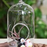 Crystal Glass Hanging Planter Capsule Shape Terrarium - 9 inches