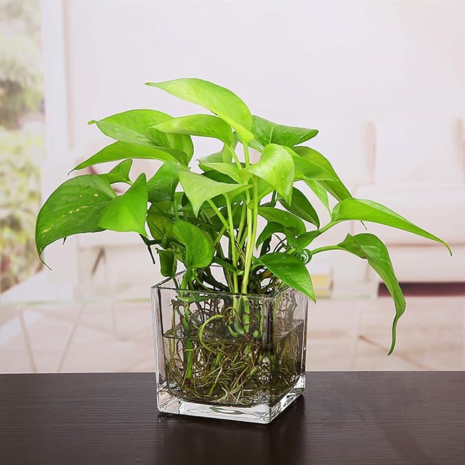 square glass vase 4 inch