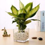 square glass vase 4 inch